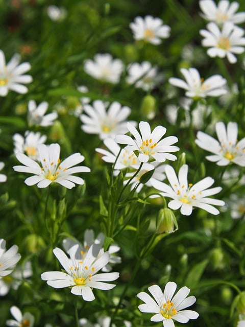 Free download mobile wallpaper anemone meadow free picture to be edited with GIMP free online image editor