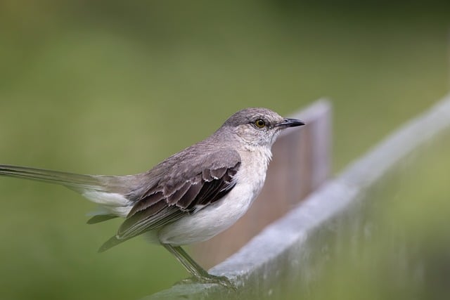 Free download mockingbird bird fence dreamy free picture to be edited with GIMP free online image editor
