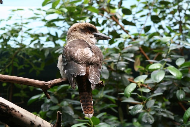 GIMPで編集できるモッキンバードの鳥の森の動物の無料画像を無料でダウンロード無料のオンライン画像エディター