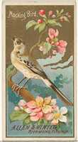 Free download Mockingbird, from the Birds of America series (N4) for Allen & Ginter Cigarettes Brands free photo or picture to be edited with GIMP online image editor