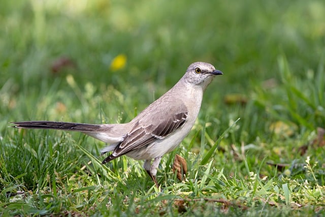 Free download mockingbird songbird grass ground free picture to be edited with GIMP free online image editor