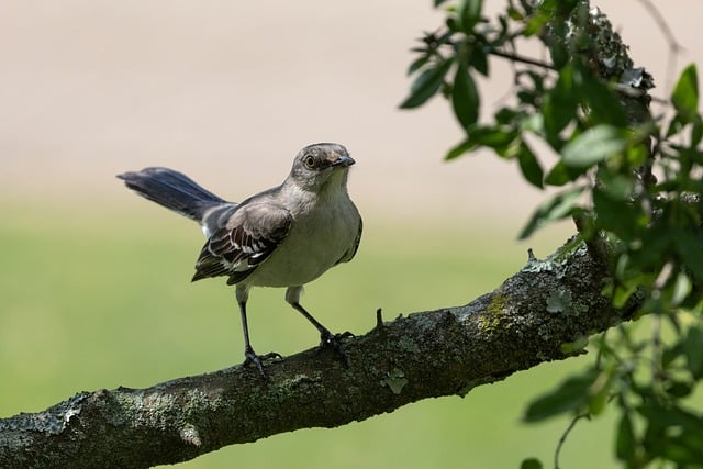Free download mockingbird songbird perched branch free picture to be edited with GIMP free online image editor