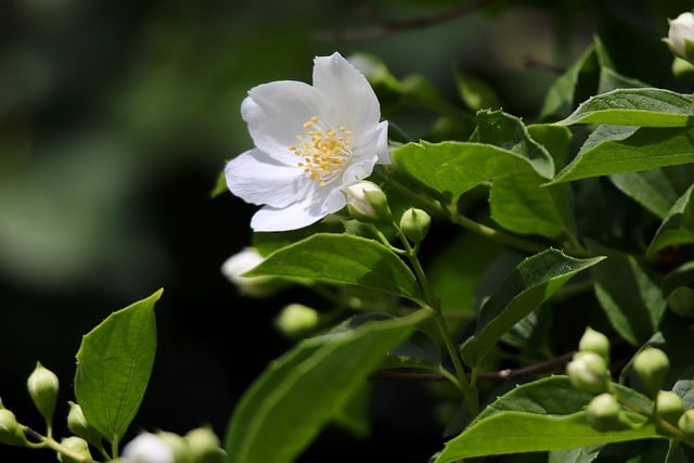 Free download mock orange summer jasmine free picture to be edited with GIMP free online image editor