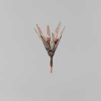 Free download Model Water Lily free photo or picture to be edited with GIMP online image editor