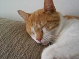 Free download Moe The Kitten free photo or picture to be edited with GIMP online image editor