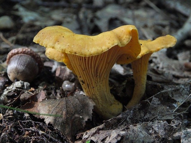 Gratis download Mohawk Cantharel Mushroom - gratis foto of afbeelding om te bewerken met GIMP online afbeeldingseditor
