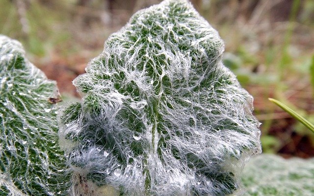 免费下载潮湿苔藓植物 - 使用 GIMP 在线图像编辑器编辑的免费照片或图片