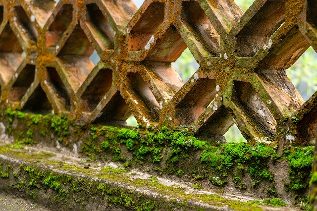 Muat turun percuma Mould Green Old - foto atau gambar percuma untuk diedit dengan editor imej dalam talian GIMP