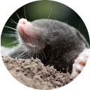 Mole!  screen for extension Chrome web store in OffiDocs Chromium