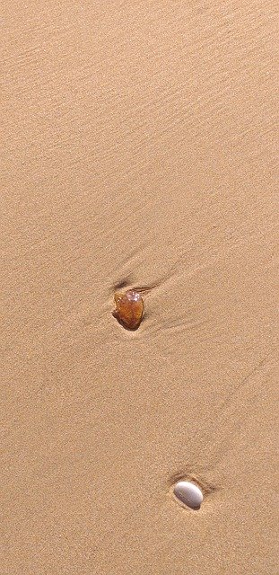 Free download Molluscs Beach Sand -  free photo or picture to be edited with GIMP online image editor