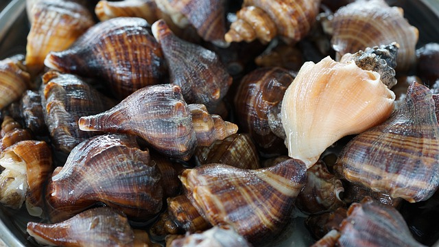 Free download mollusc snail seafood whelk free picture to be edited with GIMP free online image editor