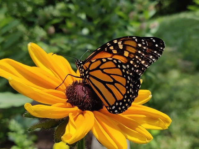 Free download Monarch Butterfly -  free free photo or picture to be edited with GIMP online image editor