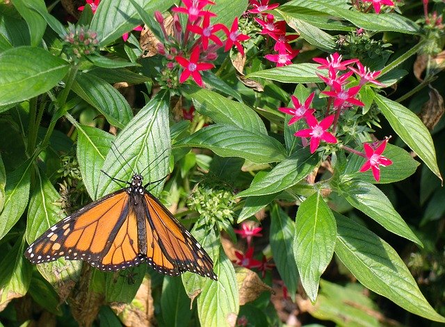 Free download Monarch Butterfly Butterflies -  free illustration to be edited with GIMP free online image editor