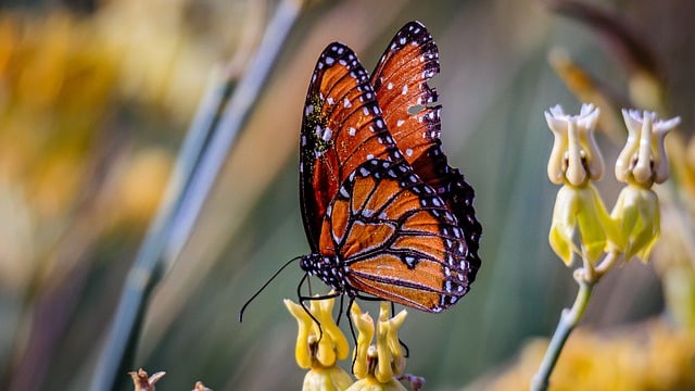Free download monarch butterfly butterfly insect free picture to be edited with GIMP free online image editor