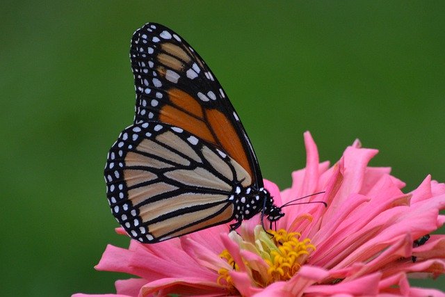Scarica gratuitamente Monarch Butterfly Flower: foto o immagine gratuita da modificare con l'editor di immagini online GIMP
