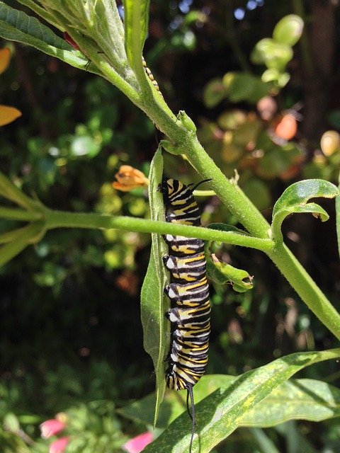 Free download Monarch Milkweed Caterpillar -  free photo or picture to be edited with GIMP online image editor