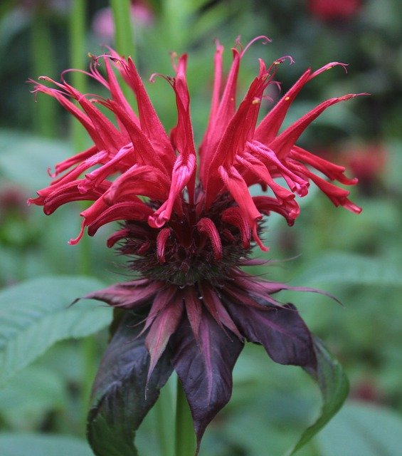 Free download Monarda Garden Red -  free photo or picture to be edited with GIMP online image editor