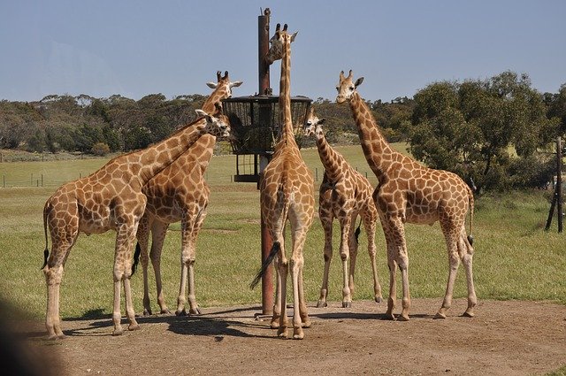 Gratis download Monarto Zoo Outdoor - gratis foto of afbeelding om te bewerken met GIMP online afbeeldingseditor