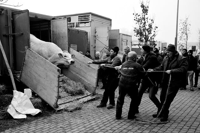 Free download moncalvo monferrato unesco oxen free picture to be edited with GIMP free online image editor
