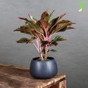 money tree wallpaper  screen for extension Chrome web store in OffiDocs Chromium