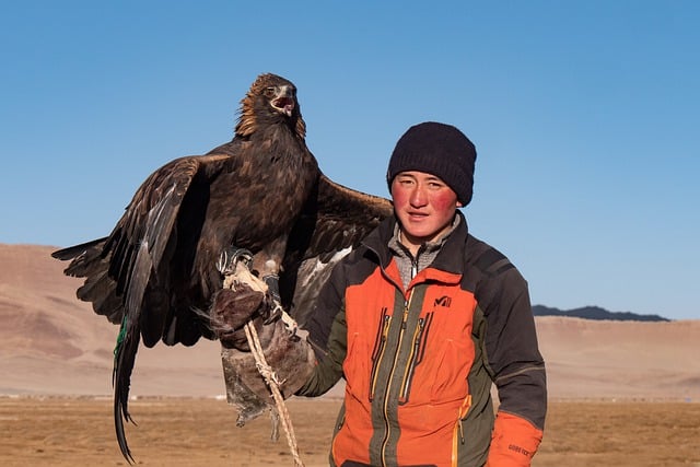 Scarica gratuitamente l'immagine gratuita dell'animale nomade dell'aquila della Mongolia da modificare con l'editor di immagini online gratuito GIMP