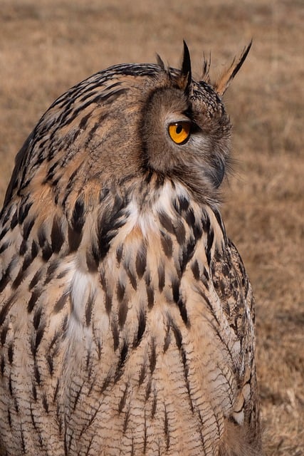 Téléchargement gratuit d'une photo gratuite de plumage du visage des yeux de hibou de Mongolie à modifier avec l'éditeur d'images en ligne gratuit GIMP