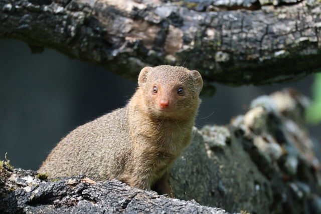 Free download mongoose animal mammal zoo free picture to be edited with GIMP free online image editor