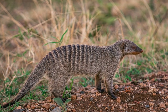 Free download mongoose animal safari free picture to be edited with GIMP free online image editor