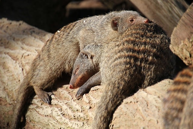 Free download mongoose dwarf mongoose wildlife free picture to be edited with GIMP free online image editor