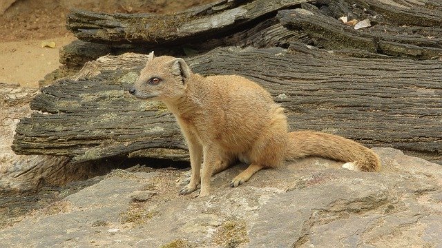 הורדה חינם Mongoose Fox African Beast - תמונה או תמונה בחינם לעריכה עם עורך התמונות המקוון GIMP