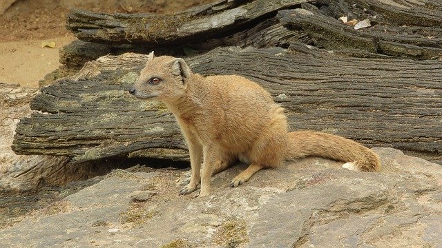 Muat turun percuma Mongoose Fox African Beast - foto atau gambar percuma untuk diedit dengan editor imej dalam talian GIMP