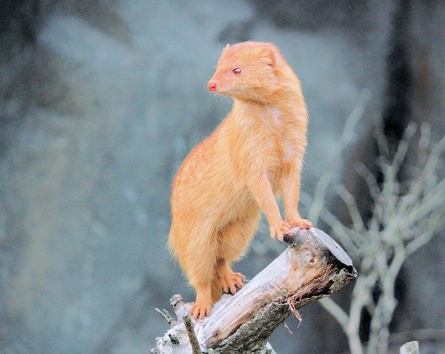 Free download Mongoose Fox Carnivore -  free photo or picture to be edited with GIMP online image editor