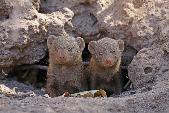 Free download mongoose friends conservation free picture to be edited with GIMP free online image editor