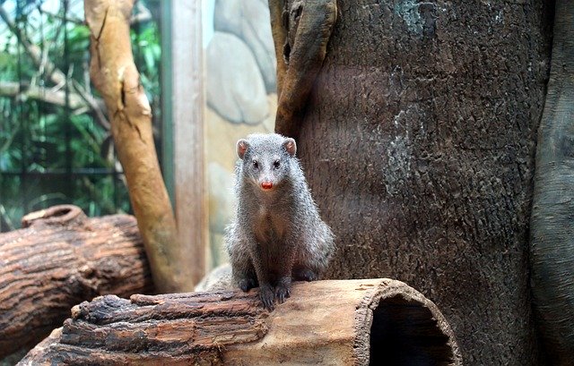 Скачать бесплатно Mongoose Rodent Animal - бесплатное фото или изображение для редактирования с помощью онлайн-редактора изображений GIMP