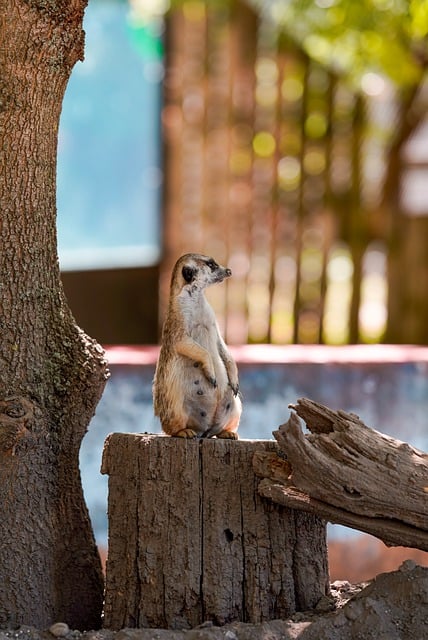 Muat turun percuma gambar percuma mamalia haiwan hidupan liar mongoose untuk diedit dengan editor imej dalam talian percuma GIMP