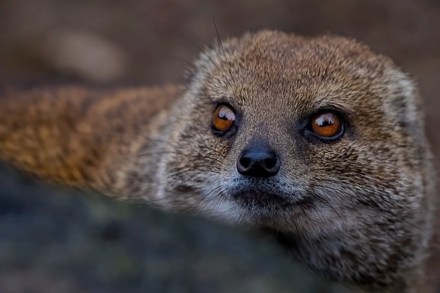 Free download mongoose yellow mongoose red meerkat free picture to be edited with GIMP free online image editor