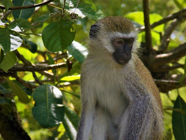 Скачать бесплатно Monkey African - бесплатное фото или изображение для редактирования с помощью онлайн-редактора изображений GIMP