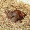 Monkey and hay  screen for extension Chrome web store in OffiDocs Chromium