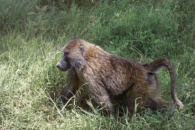 Bezpłatne pobieranie Monkey Animal Baboon - bezpłatne zdjęcie lub obraz do edycji za pomocą internetowego edytora obrazów GIMP