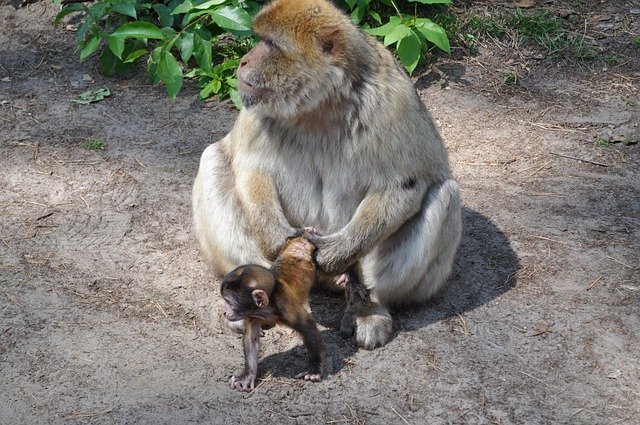 Unduh gratis Monyet Animal Baby Mother With - foto atau gambar gratis untuk diedit dengan editor gambar online GIMP