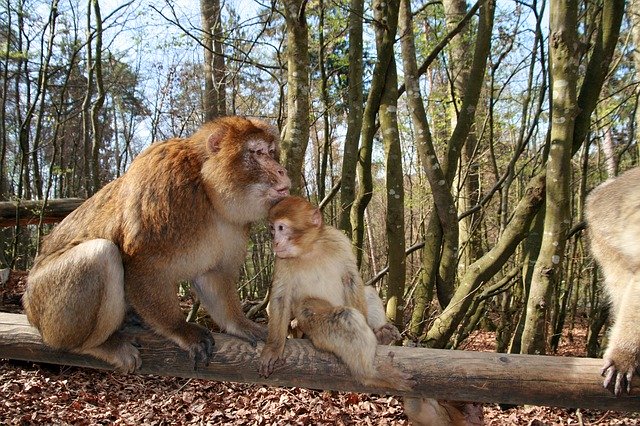 Free download Monkey Animal Forest -  free photo or picture to be edited with GIMP online image editor