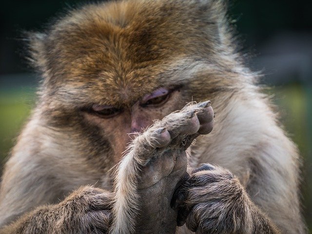 Free download Monkey Animal Gorilla -  free photo or picture to be edited with GIMP online image editor