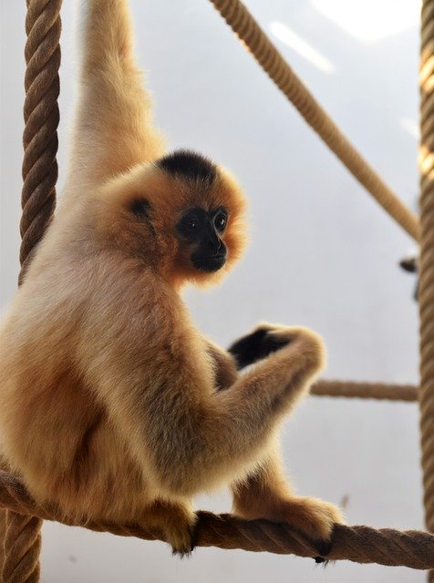 Tải xuống miễn phí Monkey Animal Nature - ảnh hoặc ảnh miễn phí được chỉnh sửa bằng trình chỉnh sửa ảnh trực tuyến GIMP