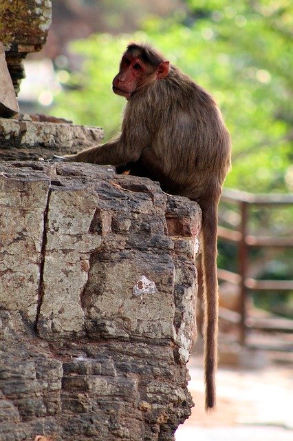 Gratis download Monkey Animal Sitting On A - gratis foto of afbeelding om te bewerken met GIMP online afbeeldingseditor