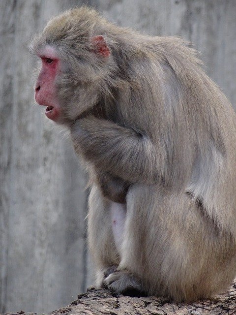 Descarga gratuita Monkey Animal Zoo: foto o imagen gratuita para editar con el editor de imágenes en línea GIMP