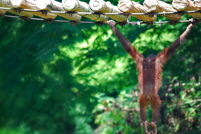 Free download monkey animal zoo ape chimpanzee free picture to be edited with GIMP free online image editor