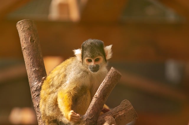 Free download monkey animal zoo nature free picture to be edited with GIMP free online image editor