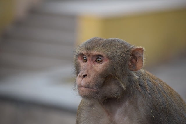 Free download monkey animal zoo portrait primate free picture to be edited with GIMP free online image editor