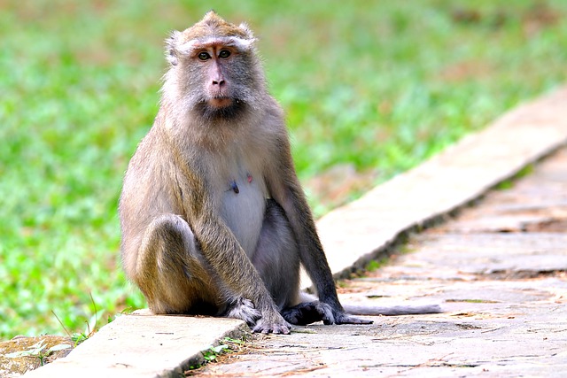 Free download monkey ape animal wild animal free picture to be edited with GIMP free online image editor