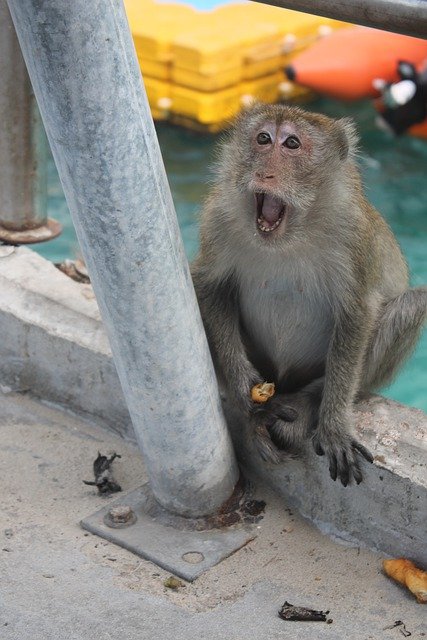 Free download monkey ape baboon rage beg asia free picture to be edited with GIMP free online image editor